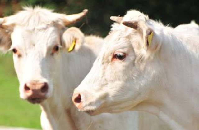 Charolais Kühe vorm Tagungshaus